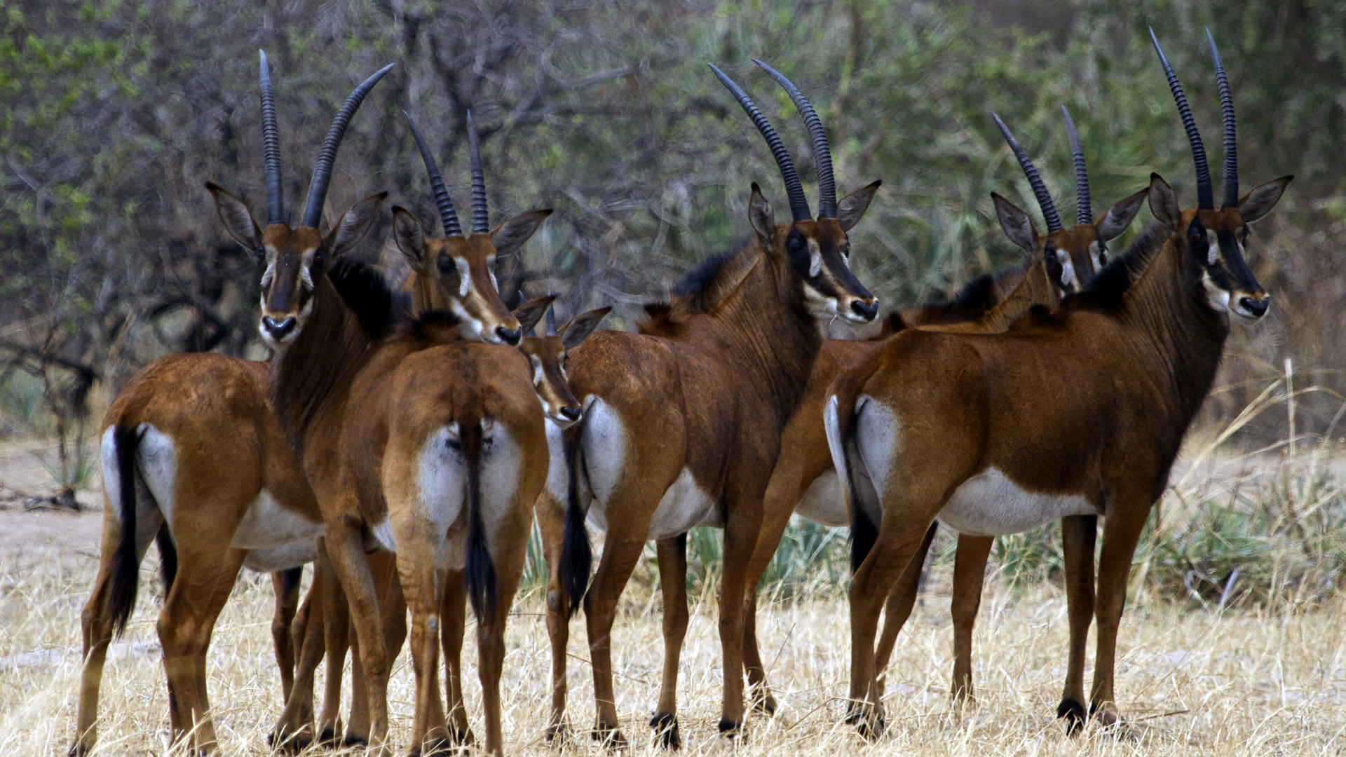 katavi national park