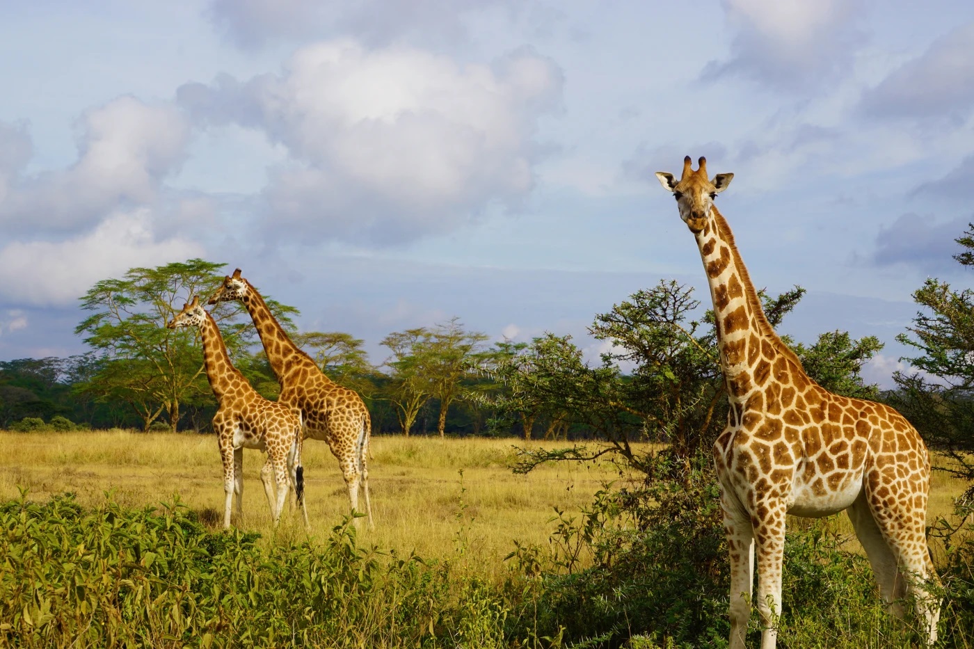 lake nakuru national park