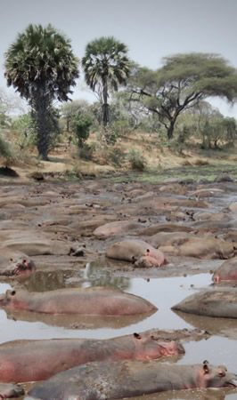 katavi national park