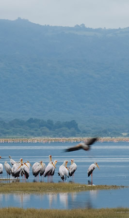lake manyara national park