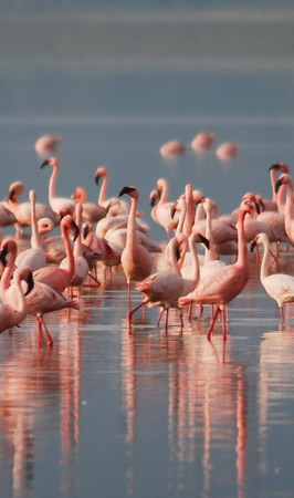 lake nakuru national park
