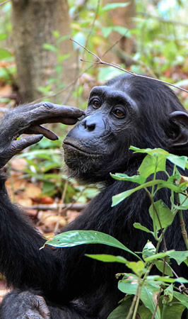 mahale mountains national park