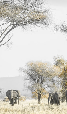 nyerere national park