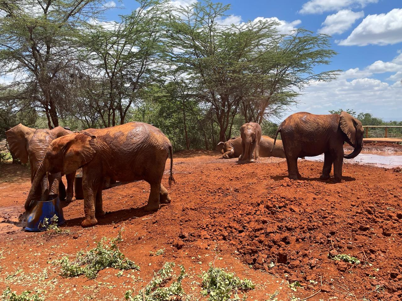 david shedrick elephant orphanage