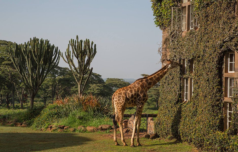 shedricks, blixen and giraffe center