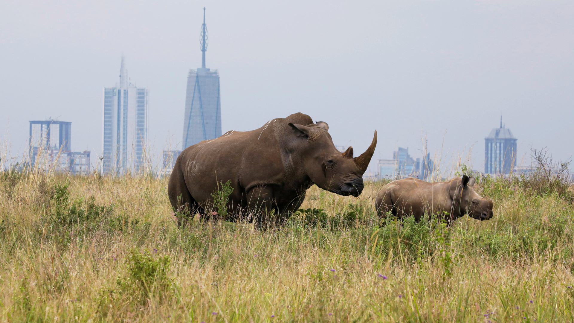 3-day maasai mara safari