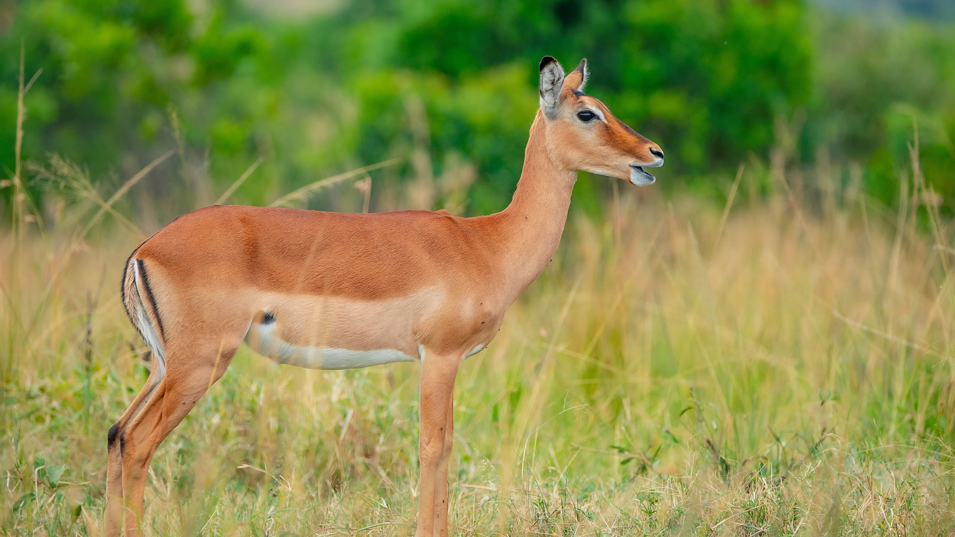 5-Day Masai Mara & Lake Naivasha Express 5-Day Masai Mara & Lake Naivasha Express