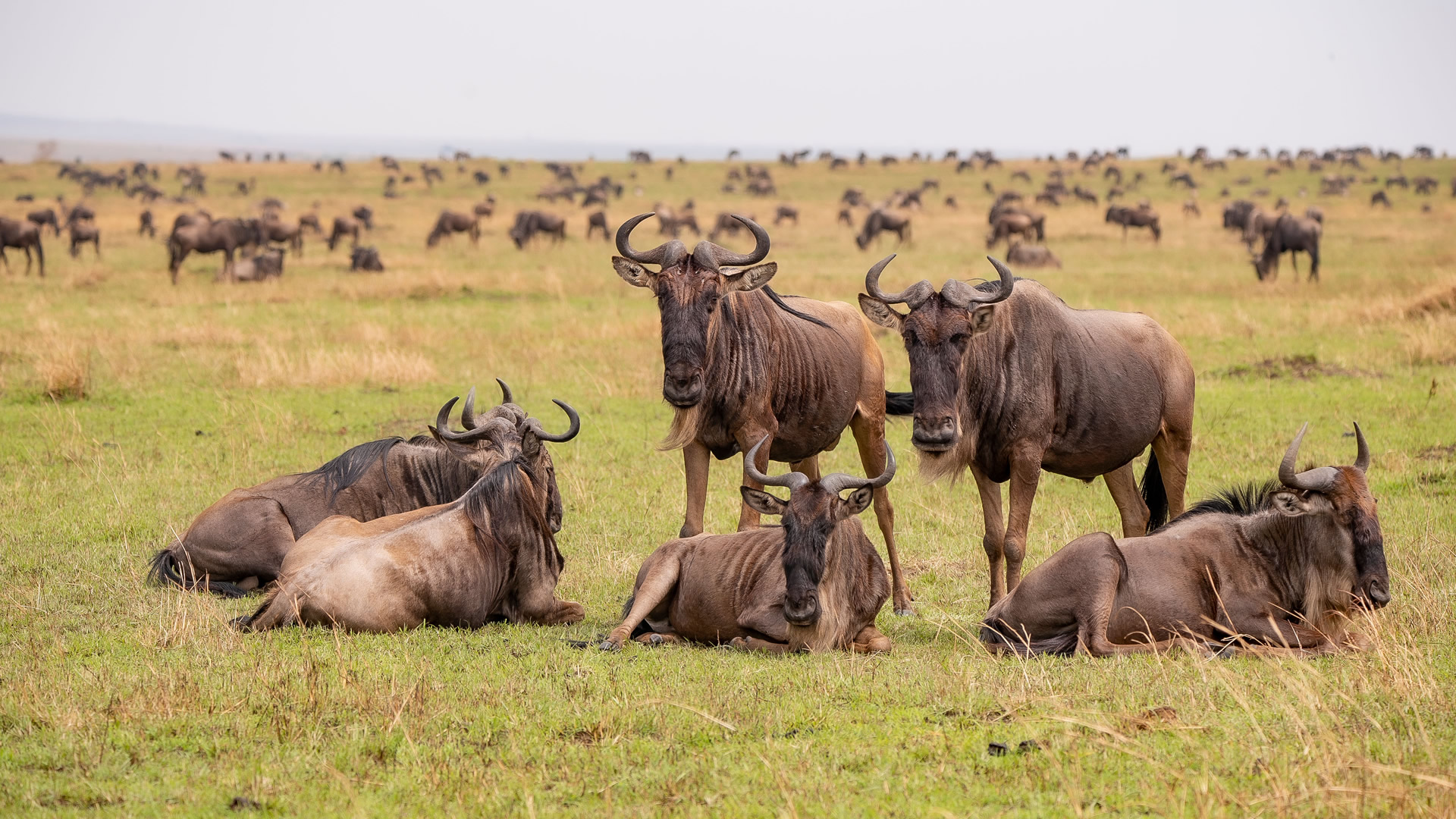 wildlife safaris wildlife safaris