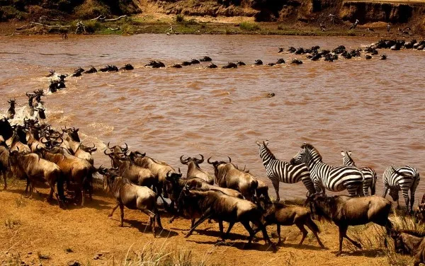 the wildebeest migration wildbeest migration