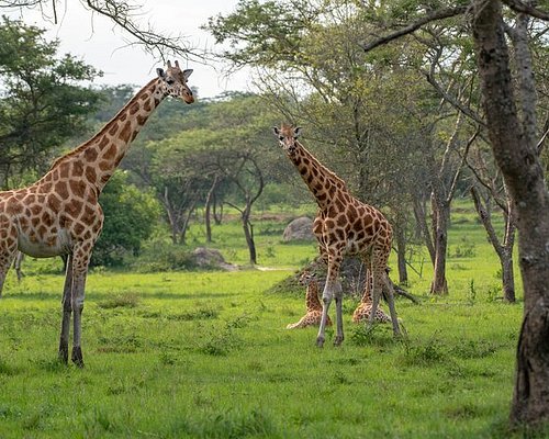 Kenya Wildlife Reserves & Zanzibar